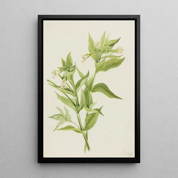Epilobe jaune Epilobium lutem - Mary Vaux Walcott — framed artwork on a wall