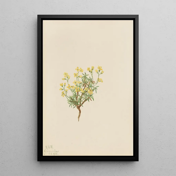 Willow herb yellow - Mary Vaux Walcott — framed artwork on a wall