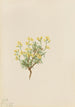 Willow herb yellow - Mary Vaux Walcott — artwork view