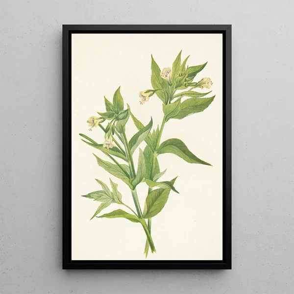 Epilobe jaune Epilobium lutem - Mary Vaux Walcott — framed artwork on a wall