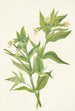 Epilobe jaune Epilobium lutem - Mary Vaux Walcott — artwork view