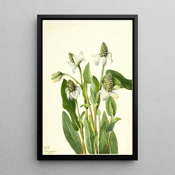Yerba mansa Anemopsis californica - Mary Vaux Walcott — framed artwork on a wall