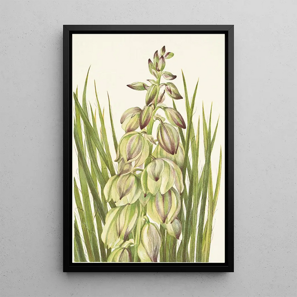 Yucca Yucca baileyi - Mary Vaux Walcott — framed artwork on a wall