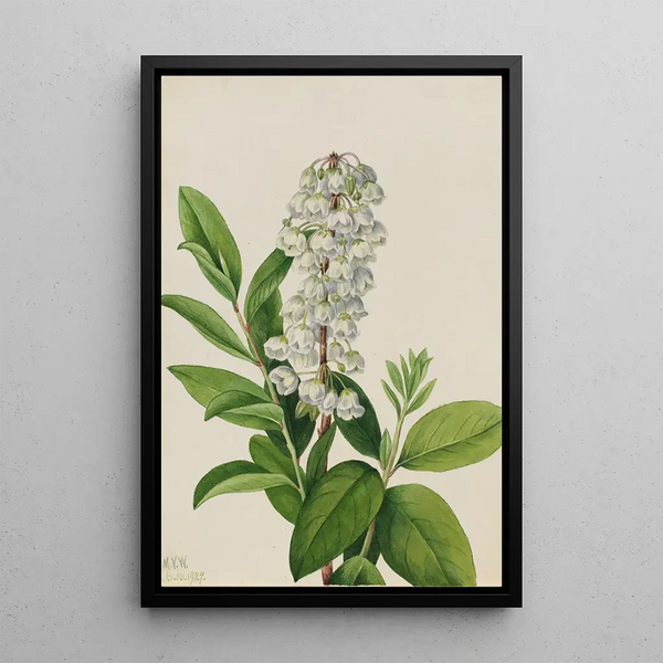 Zénobie Zenobia cassinifolia - Mary Vaux Walcott — framed artwork on a wall