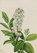 Zénobie Zenobia cassinifolia - Mary Vaux Walcott — artwork view