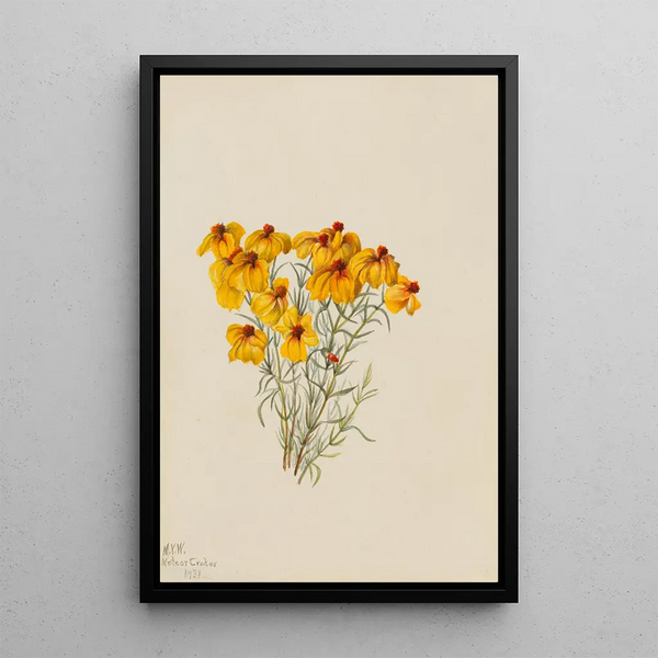 Zinnia Zinnia grandiflora - Mary Vaux Walcott — framed artwork on a wall