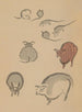 Choju ryakugashiki Pl02 - Masayoshi Kitao — artwork view