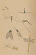 Choju ryakugashiki Pl34 - Masayoshi Kitao — artwork view