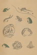 Choju ryakugashiki Pl37 - Masayoshi Kitao — artwork view