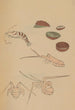 Choju ryakugashiki Pl43 - Masayoshi Kitao — artwork view