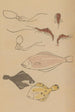 Choju ryakugashiki Pl44 - Masayoshi Kitao — artwork view