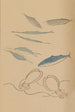 Choju ryakugashiki Pl46 - Masayoshi Kitao — artwork view