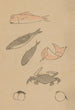 Choju ryakugashiki Pl48 - Masayoshi Kitao — artwork view