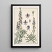 Aconit - Maurice Pillard Verneuil — framed artwork on a wall