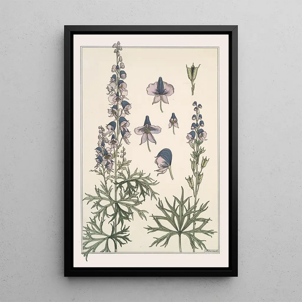 Aconit - Maurice Pillard Verneuil — framed artwork on a wall