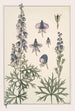 Aconit - Maurice Pillard Verneuil — artwork view