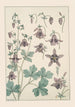 Ancolie - Maurice Pillard Verneuil — artwork view