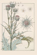 Chardon - Maurice Pillard Verneuil — artwork view