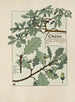 Oak Painting - Maurice Pillard Verneuil — artwork view