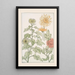 Chrysanthemum - Maurice Pillard Verneuil — framed artwork on a wall