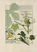Coloquinte - Maurice Pillard Verneuil — artwork view