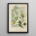 Coloquinte - Maurice Pillard Verneuil — framed artwork on a wall