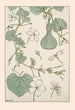 Pumpkin - Maurice Pillard Verneuil — artwork view