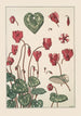 Cyclamen - Maurice Pillard Verneuil — artwork view