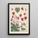 Cyclamen - Maurice Pillard Verneuil — framed artwork on a wall