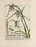 Cypripedium röselii - Maurice Pillard Verneuil — artwork view
