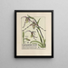 Cypripedium röselii - Maurice Pillard Verneuil — framed artwork on a wall