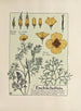 Eschscholtzia - Maurice Pillard Verneuil — artwork view