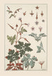 Wild Geranium - Maurice Pillard Verneuil — artwork view