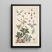 Wild Geranium - Maurice Pillard Verneuil — framed artwork on a wall