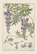 Glycine Painting - Maurice Pillard Verneuil — artwork view