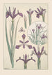 Iris Painting - Maurice Pillard Verneuil — artwork view