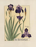 Iris germanique Painting - Maurice Pillard Verneuil — artwork view
