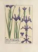 Iris of Spain - Maurice Pillard Verneuil — artwork view