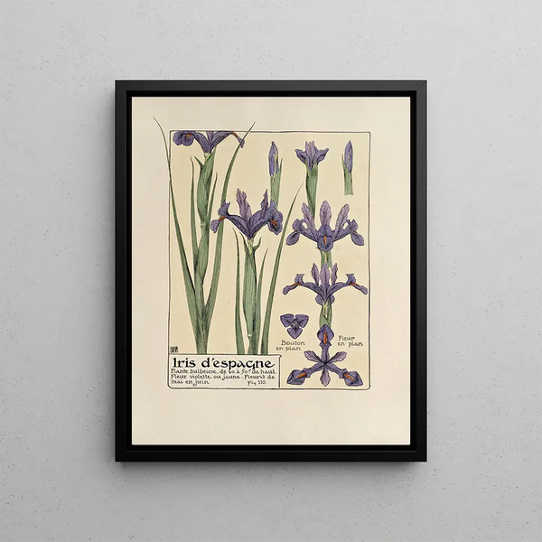 Iris of Spain - Maurice Pillard Verneuil — framed artwork on a wall