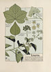 Ivy - Maurice Pillard Verneuil — artwork view