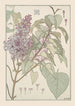 Lilas - Maurice Pillard Verneuil — artwork view