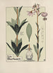 Lis Martagon - Maurice Pillard Verneuil — artwork view