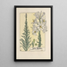 Lis blanc - Maurice Pillard Verneuil — framed artwork on a wall