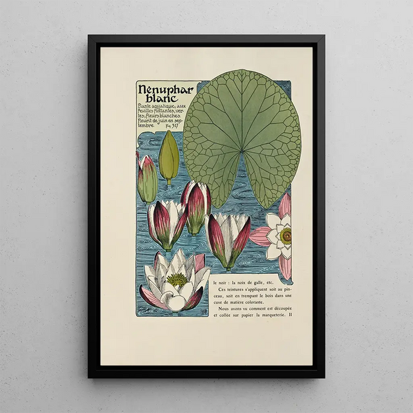 Nénuphar blanc - Maurice Pillard Verneuil — framed artwork on a wall