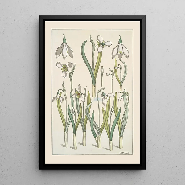 Snowdrop - Maurice Pillard Verneuil — framed artwork on a wall