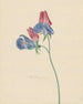 Branch with Two Flowers - Michiel van Huysum — artwork view