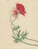 Two branches, each with a flower - Michiel van Huysum — artwork view