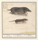 Mol Talpa europaea et musaraigne Soricidae 1a Mol 2a aerde Muijs - Anselmus Botius de Boodt — artwork view
