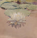 White Water Lily Painting - George Walter Dawson — artwork view