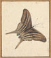 A butterfly - Nicolaas Struyk — artwork view